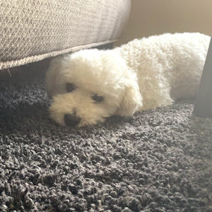 Meet your Posher, Megan